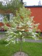 tn_gallery_14_54_62867.jpg