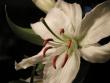 tn_gallery_5447_42_17951.jpg