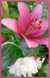 tn_gallery_9233_42_102417.jpg