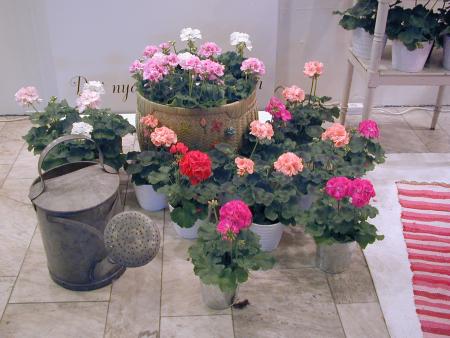 gallery_4971_282_123188.jpg