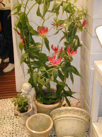 gallery_4971_282_251672.jpg