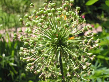 gallery_6592_286_72352.jpg