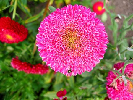 gallery_6592_286_8777.jpg