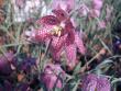 tn_gallery_4971_282_284477.jpg
