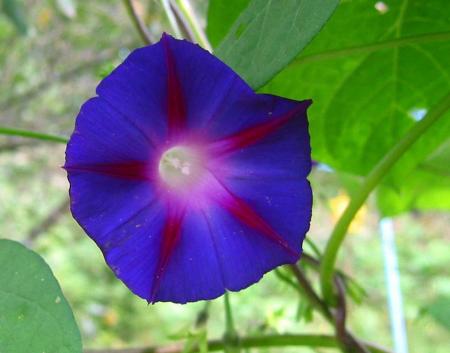 gallery_6592_286_42131.jpg