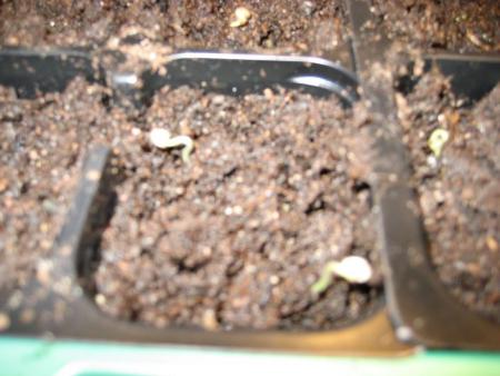 gallery_8205_122_56419.jpg