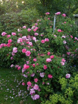 gallery_8323_287_18969.jpg
