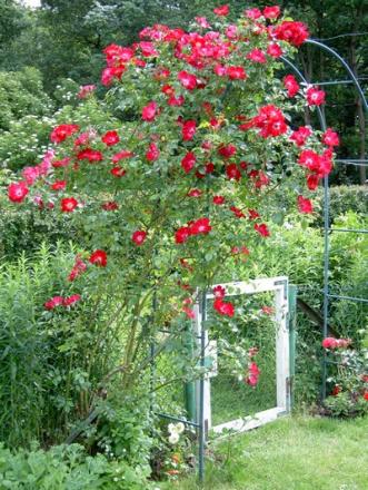 gallery_8323_287_5601.jpg