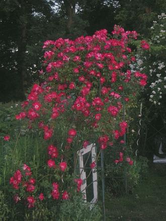 gallery_8323_287_62932.jpg