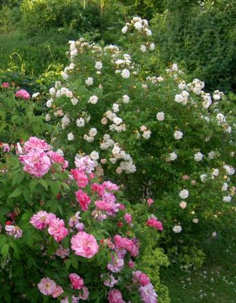 gallery_8323_287_69169.jpg