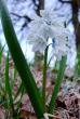 tn_gallery_3594_289_106783.jpg