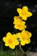 tn_gallery_5447_20_19545.jpg