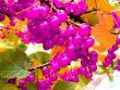 tn_gallery_6592_286_71713.jpg