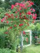 tn_gallery_8323_287_5601.jpg