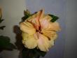 tn_gallery_9372_302_35869.jpg