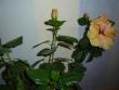 tn_gallery_9372_302_9659.jpg