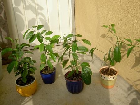 gallery_1251_261_26235.jpg