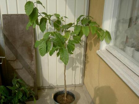 gallery_1251_261_52515.jpg