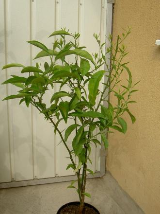 gallery_1251_261_73180.jpg