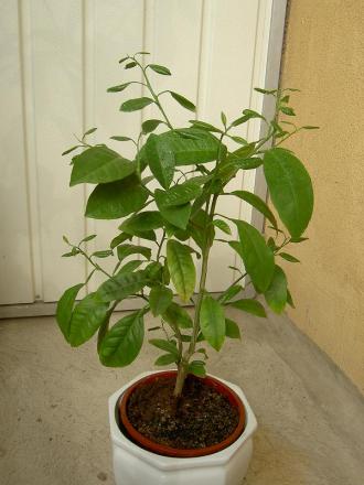 gallery_1251_261_866.jpg