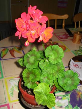 gallery_2397_307_216372.jpg