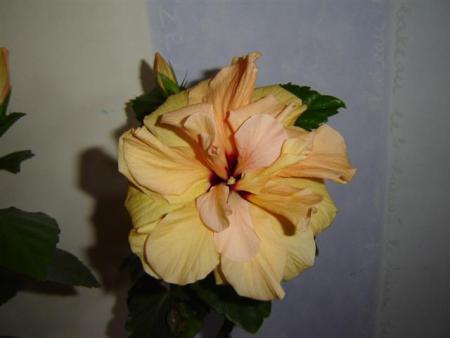 gallery_9372_302_36125.jpg