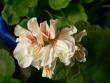 tn_gallery_2746_70_29839.jpg