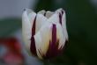 tn_gallery_5447_41_25727.jpg