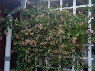 gallery_7972_306_1396.jpg