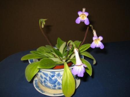 gallery_14_60_12550.jpg