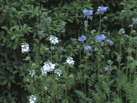 gallery_5111_311_38680.jpg