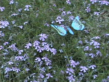 gallery_5111_311_64149.jpg
