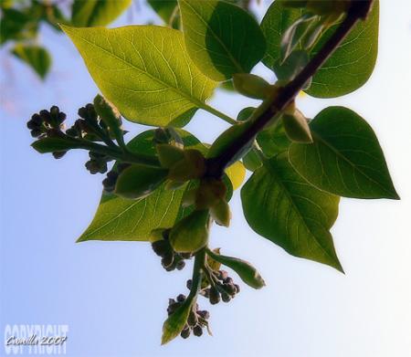 gallery_8040_314_101650.jpg