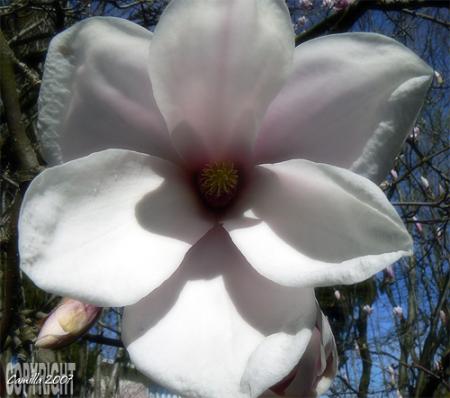 gallery_8040_314_15434.jpg