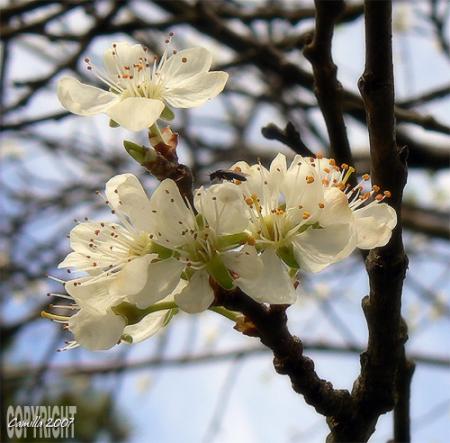 gallery_8040_314_26180.jpg