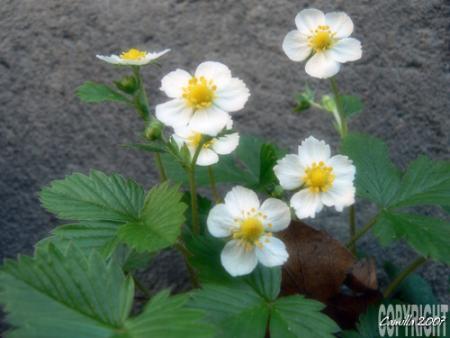 gallery_8040_314_44091.jpg
