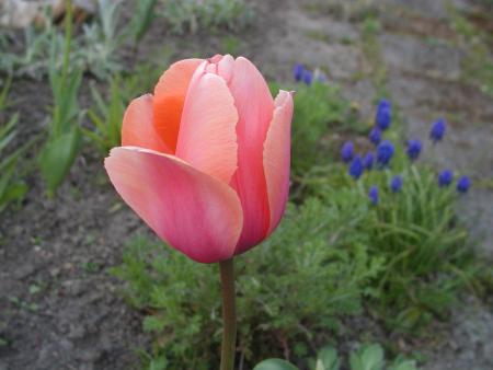 gallery_9464_27_38635.jpg