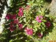 tn_gallery_5111_311_308861.jpg