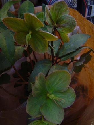 gallery_3388_87_28714.jpg