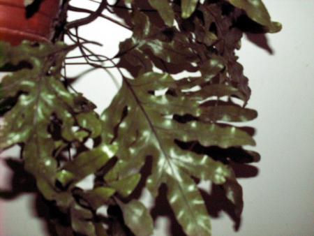 gallery_10042_334_39907.jpg