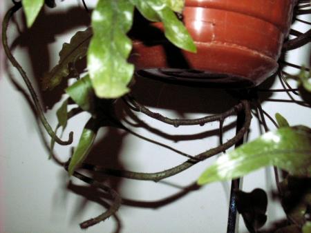 gallery_10042_334_46931.jpg