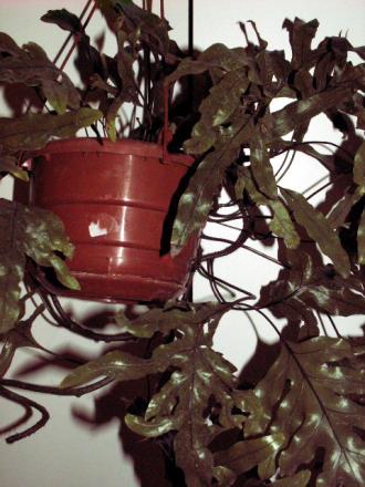 gallery_10042_334_70072.jpg