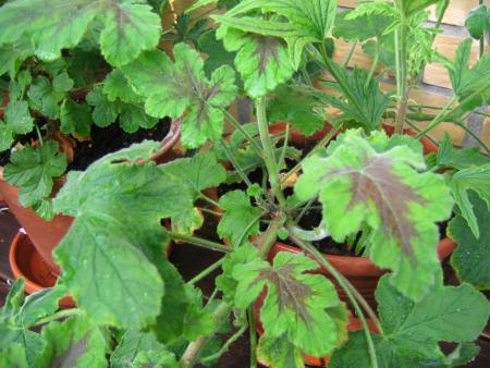 gallery_1308_58_164028.jpg