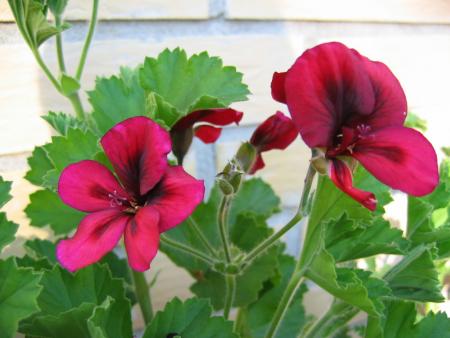gallery_1308_58_222601.jpg