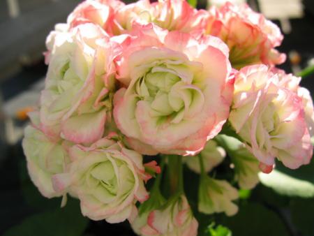 gallery_1308_58_35472.jpg