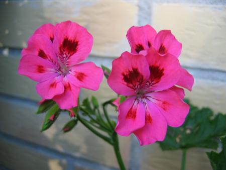 gallery_1308_58_4230.jpg