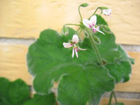 gallery_1308_58_64540.jpg