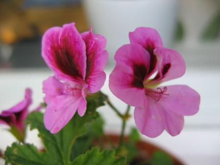 gallery_1308_58_82041.jpg