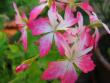 tn_gallery_1308_58_251384.jpg