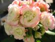 tn_gallery_1308_58_35472.jpg